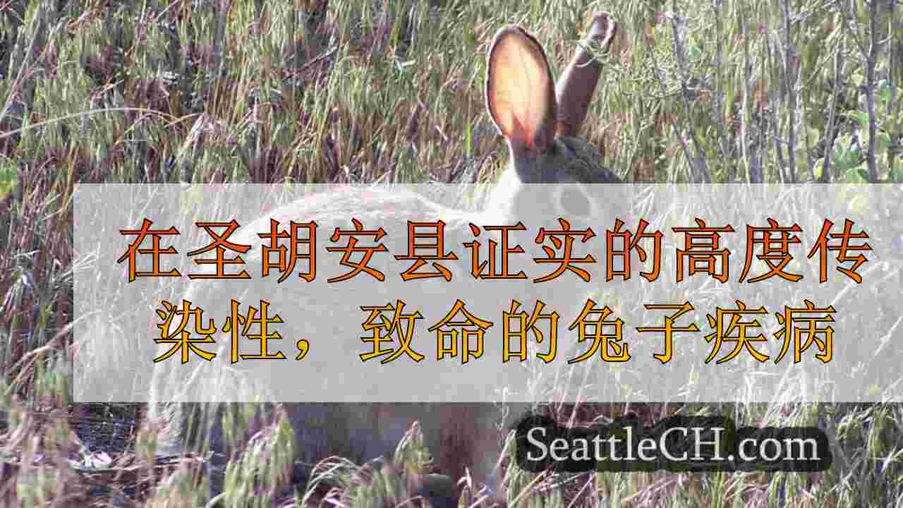 在圣胡安县证实的高度传染性，致命的兔子疾病