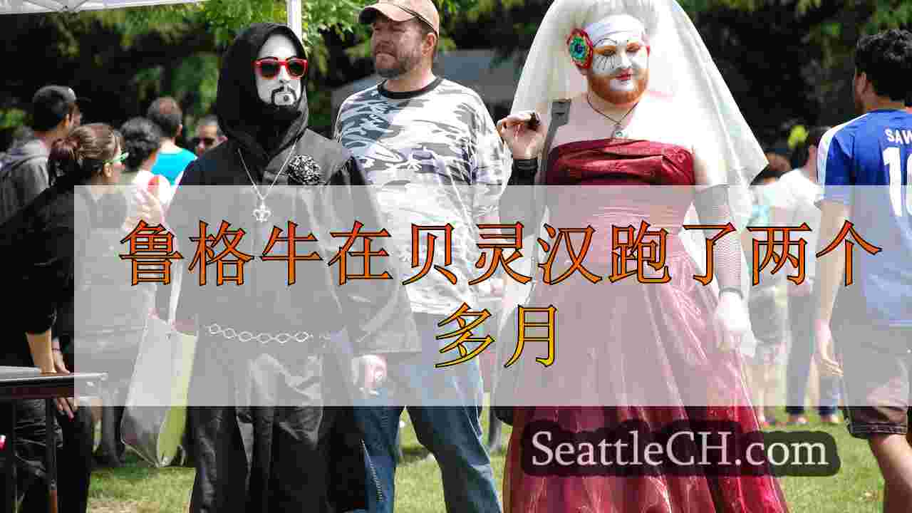 鲁格牛在贝灵汉跑了两个多月
