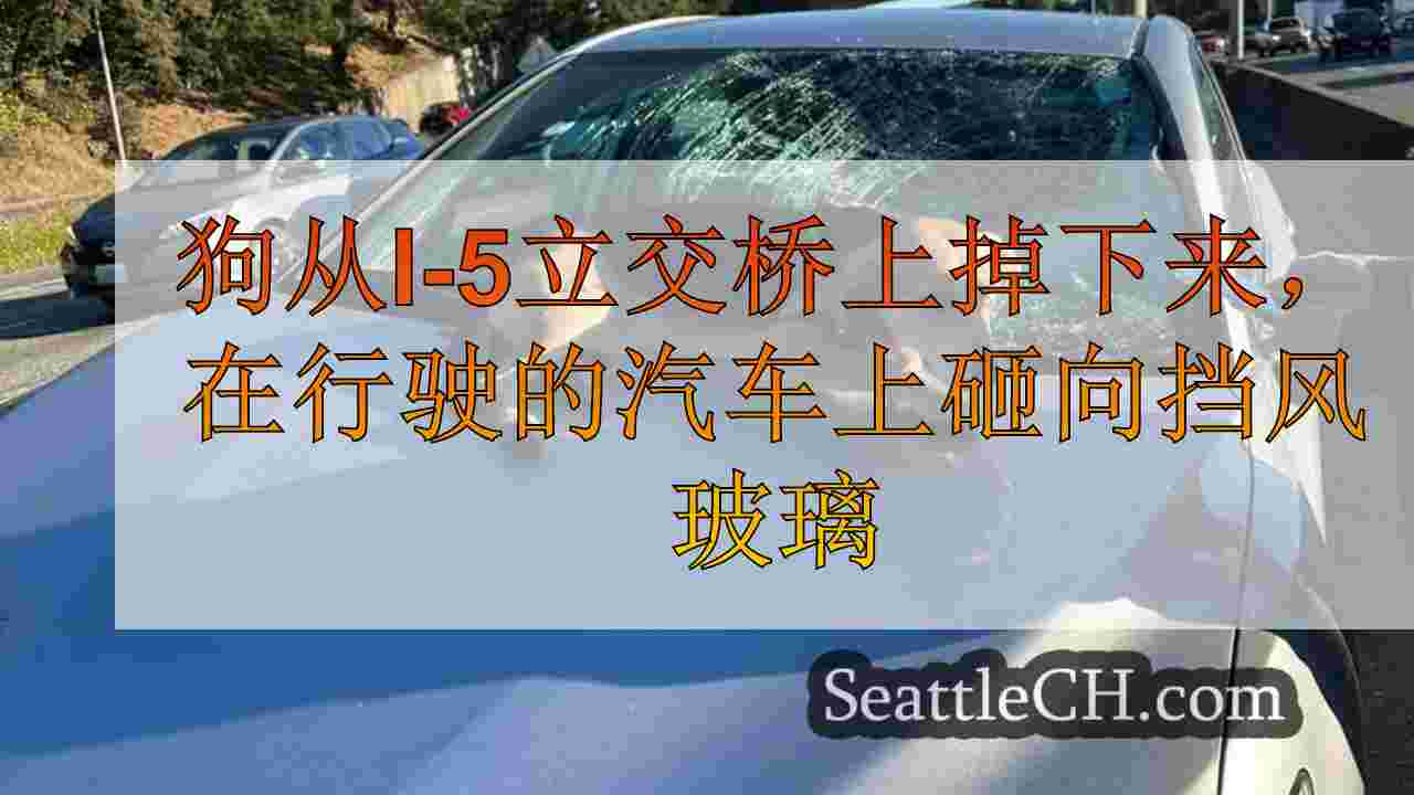 狗从I-5立交桥上掉下来，在行驶的汽车上砸向挡风玻璃