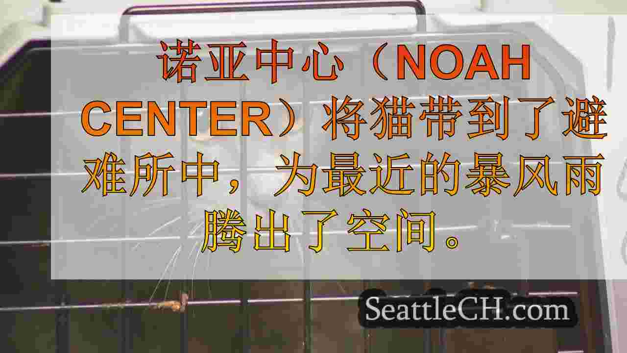猫，受飓风影响地区的小猫到达Snohomish县动物收容所
