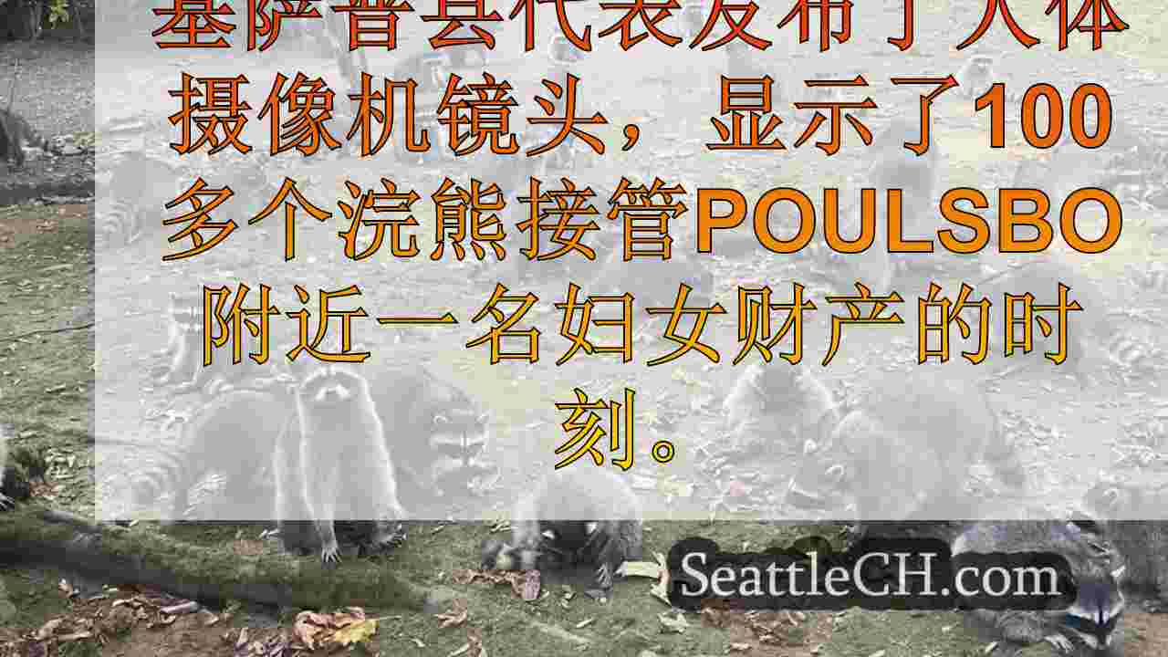 视频：100多种浣熊突袭Poulsbo妇女的财产正在寻找下一顿饭