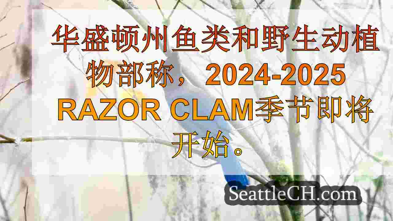 WA野生动物当局在四个海滩上绿灯沿海剃须刀蛤lam挖