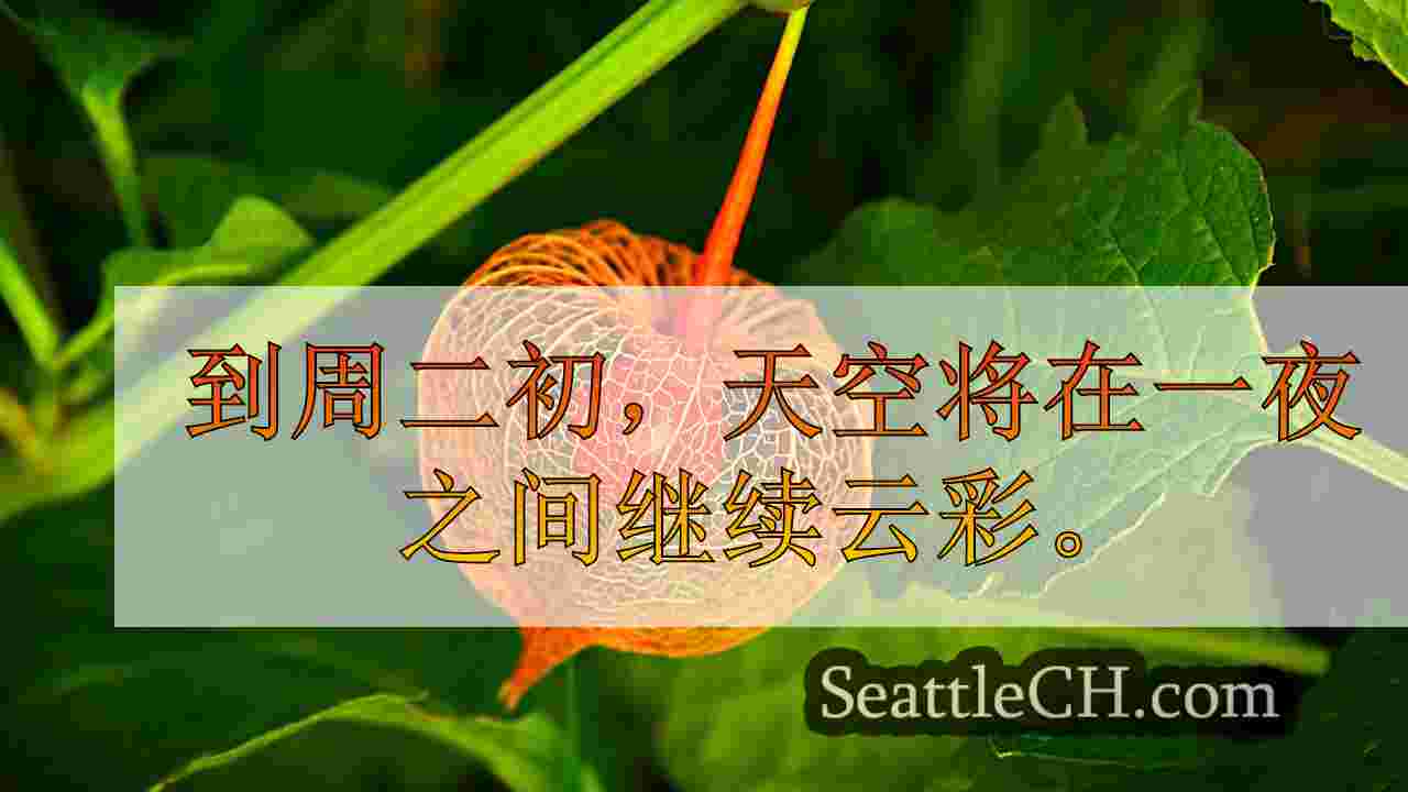 西雅图新闻 SeattleCH