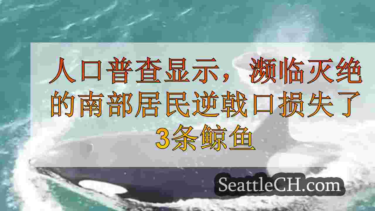 人口普查显示，濒临灭绝的南部居民逆戟口损失了3条鲸鱼