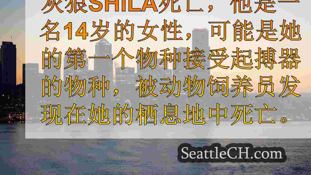 开创性起搏器狼Shila死于西雅图的林地公园动物园