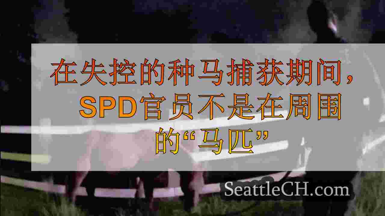 在失控的种马捕获期间，SPD官员不是在周围的“马匹”