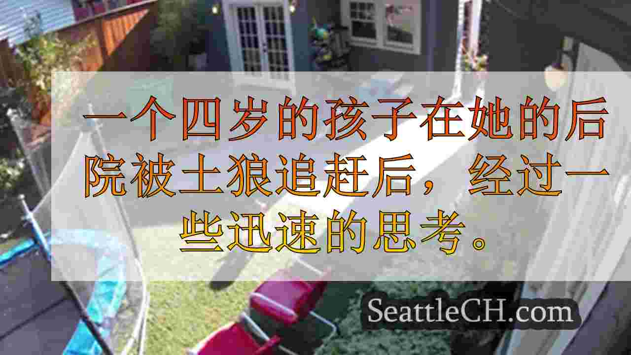 爸爸，有土狼！女孩逃脱后院的近距离接触