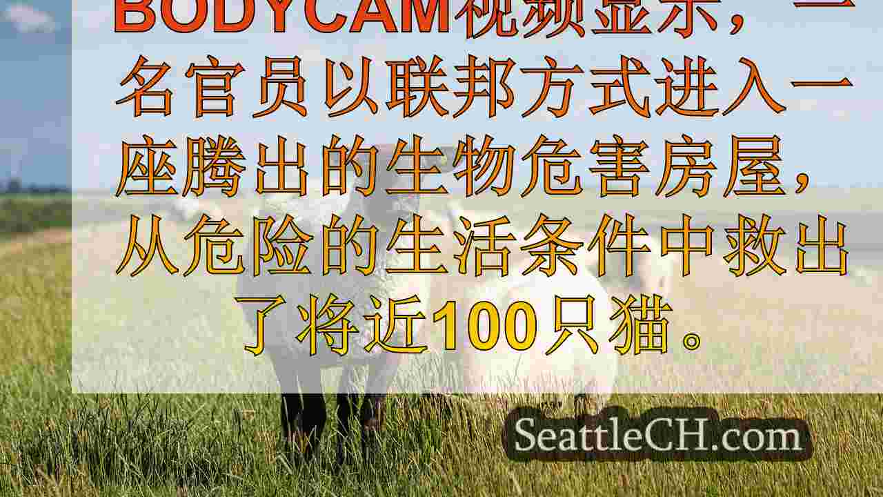 视频：将近100只猫从华盛顿州废弃的家中救出