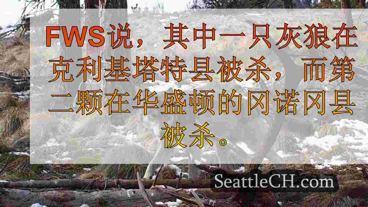 提供了10k奖励，以获取有关在华盛顿杀害濒临灭绝的灰狼的信息