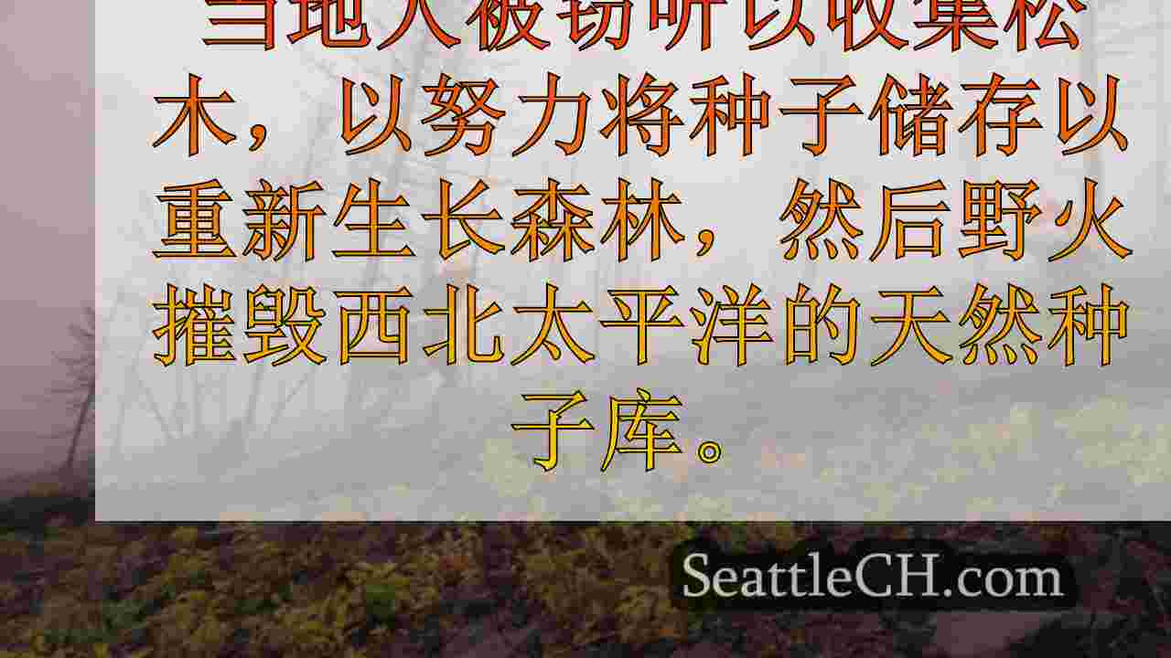 西澳企业转向松锥收集器，重新生长烧毁的森林