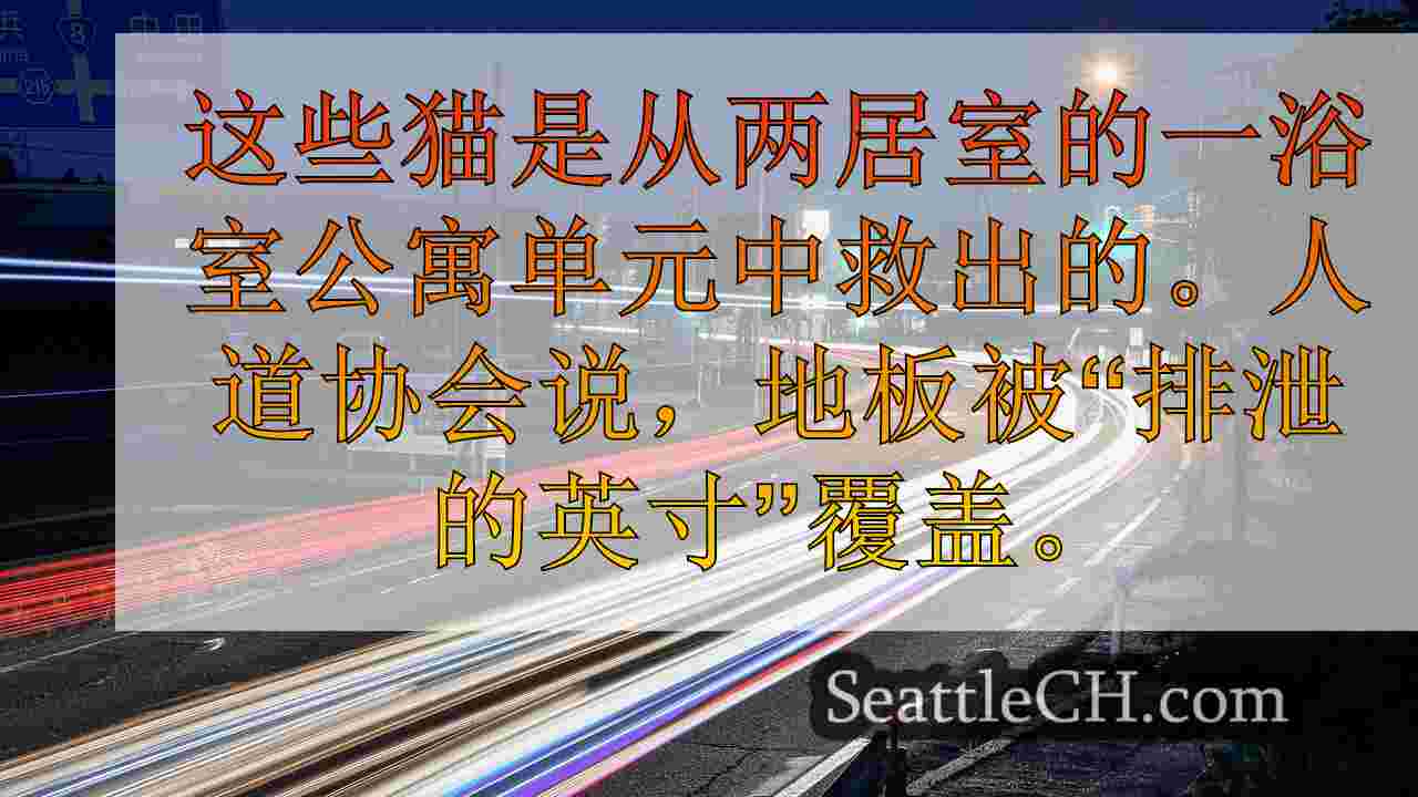 西雅图新闻 SeattleCH
