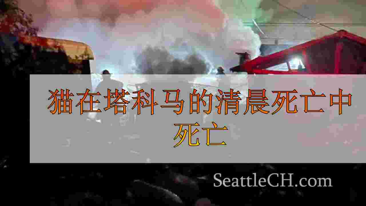猫在塔科马的清晨死亡中死亡