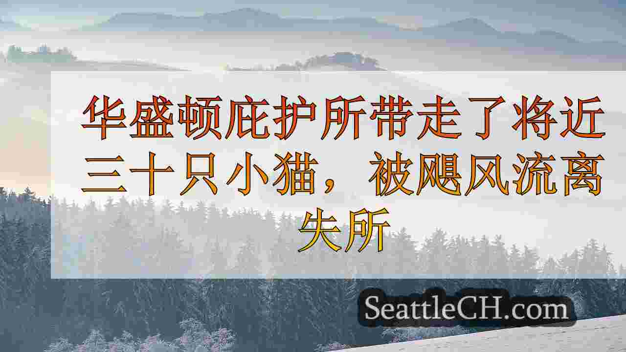 华盛顿庇护所带来了近三十只小猫，被海伦飓风流离失所