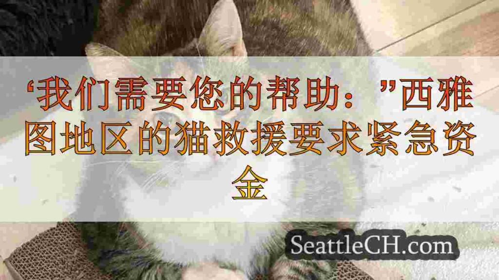‘我们需要您的帮助：”西雅图地区的猫救援要求紧急资金