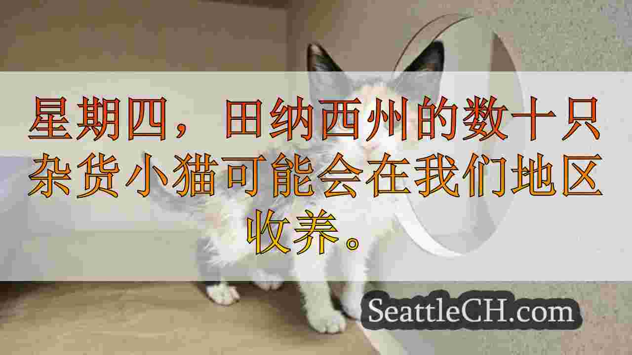 近60只小猫到达西雅图，飓风救援后需要房屋