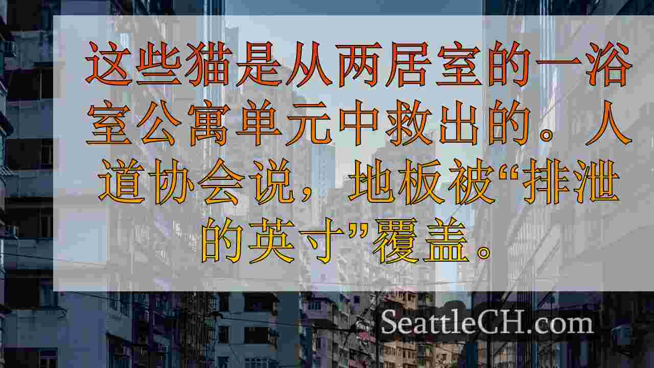 西雅图新闻 SeattleCH