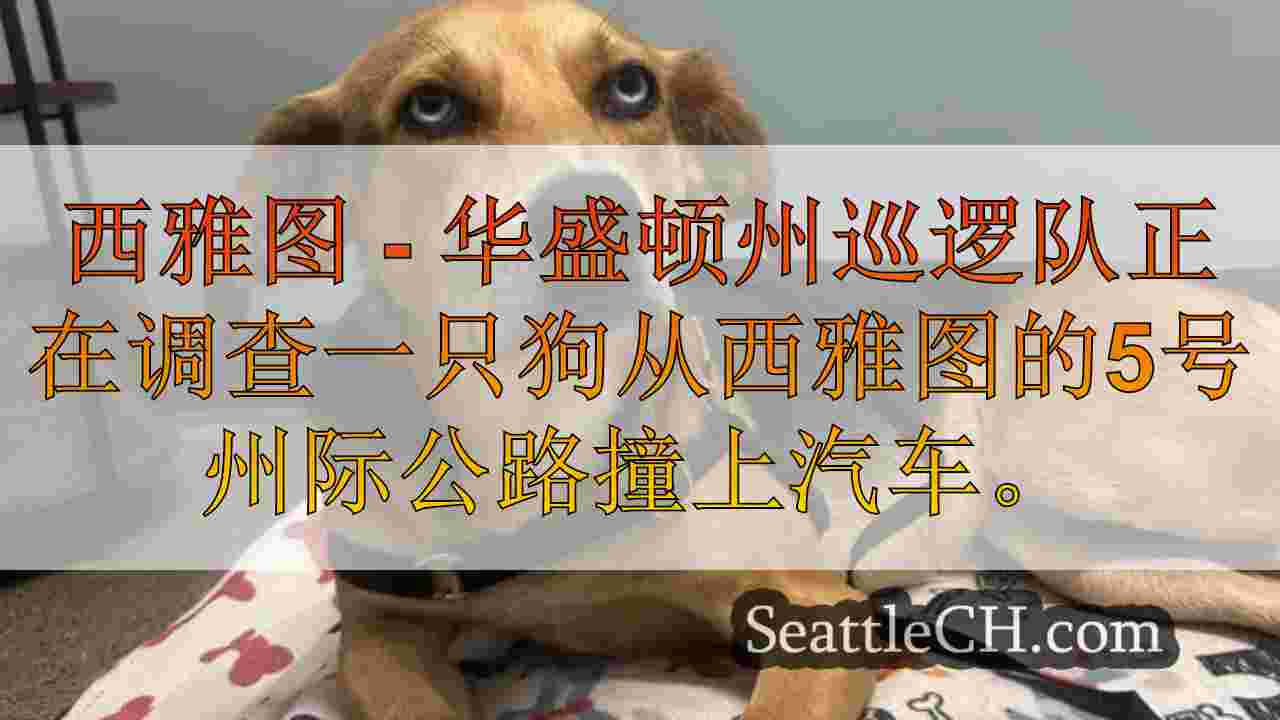 狗从西雅图的I-5立交桥掉到WSP调查的汽车上