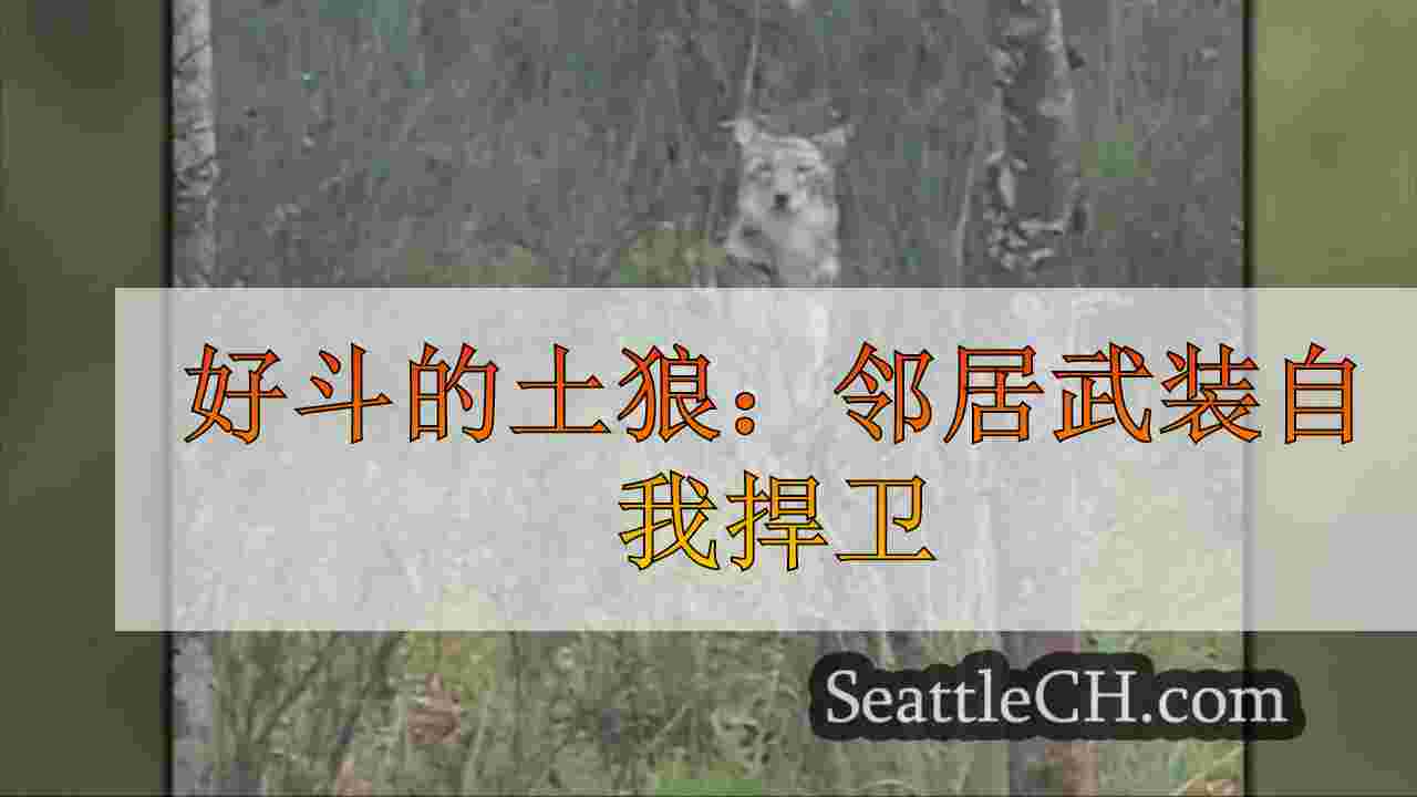 好斗的土狼：邻居武装自我捍卫