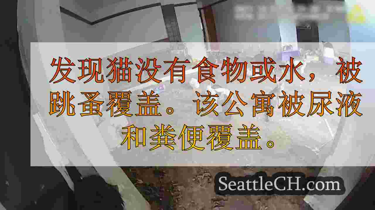 几天前，在联邦方式被遗弃的100多只猫正在进行的救援工作