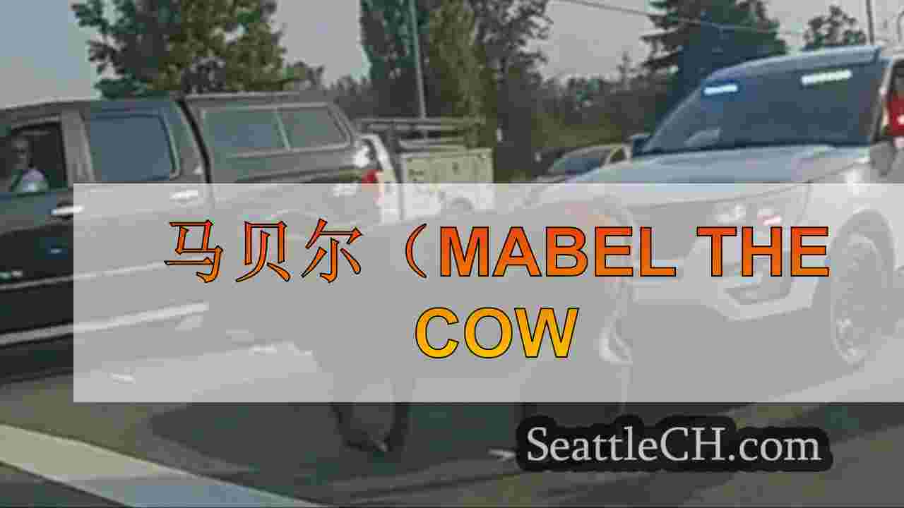 马贝尔（Mabel the Cow