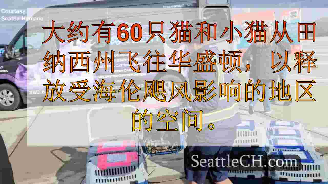 猫和小猫从受飓风影响的地区到达华盛顿的避难所