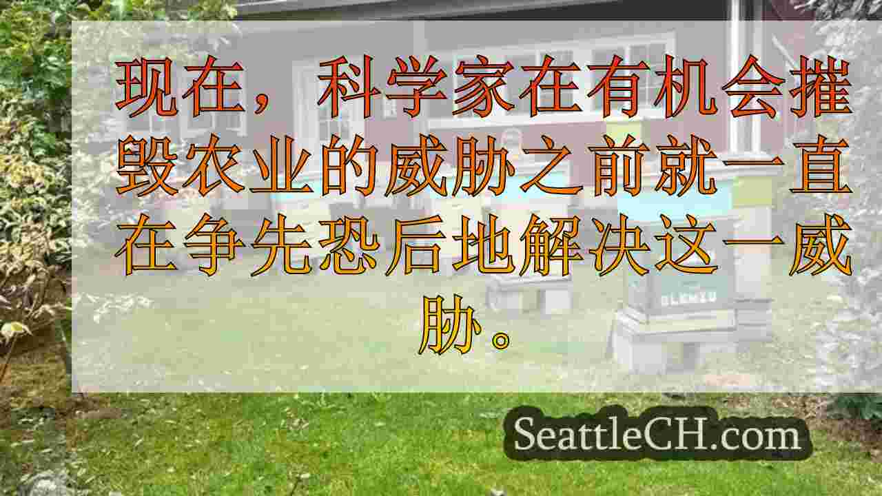 西雅图新闻 SeattleCH