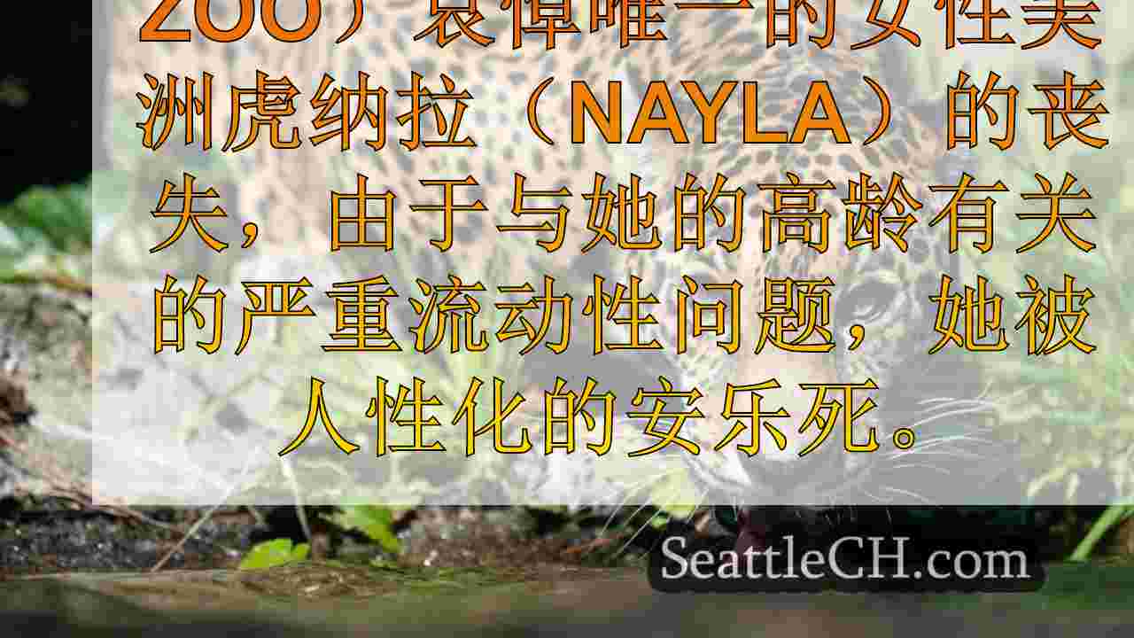 哀悼Nayla jaguar：在伍德兰公园动物园的一只珍贵的动物的感动的告别