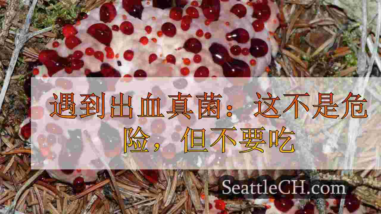 遇到出血真菌：这不是危险，但不要吃