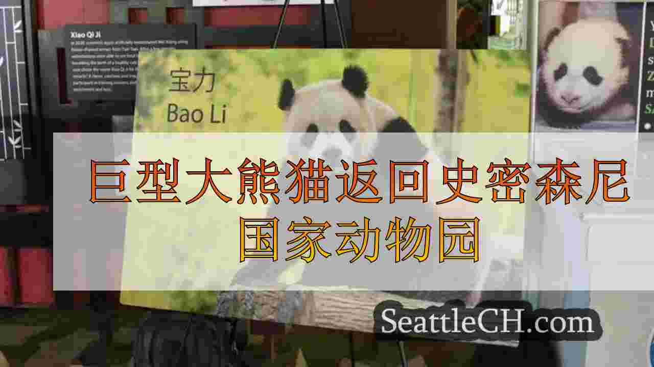 巨型大熊猫返回史密森尼国家动物园