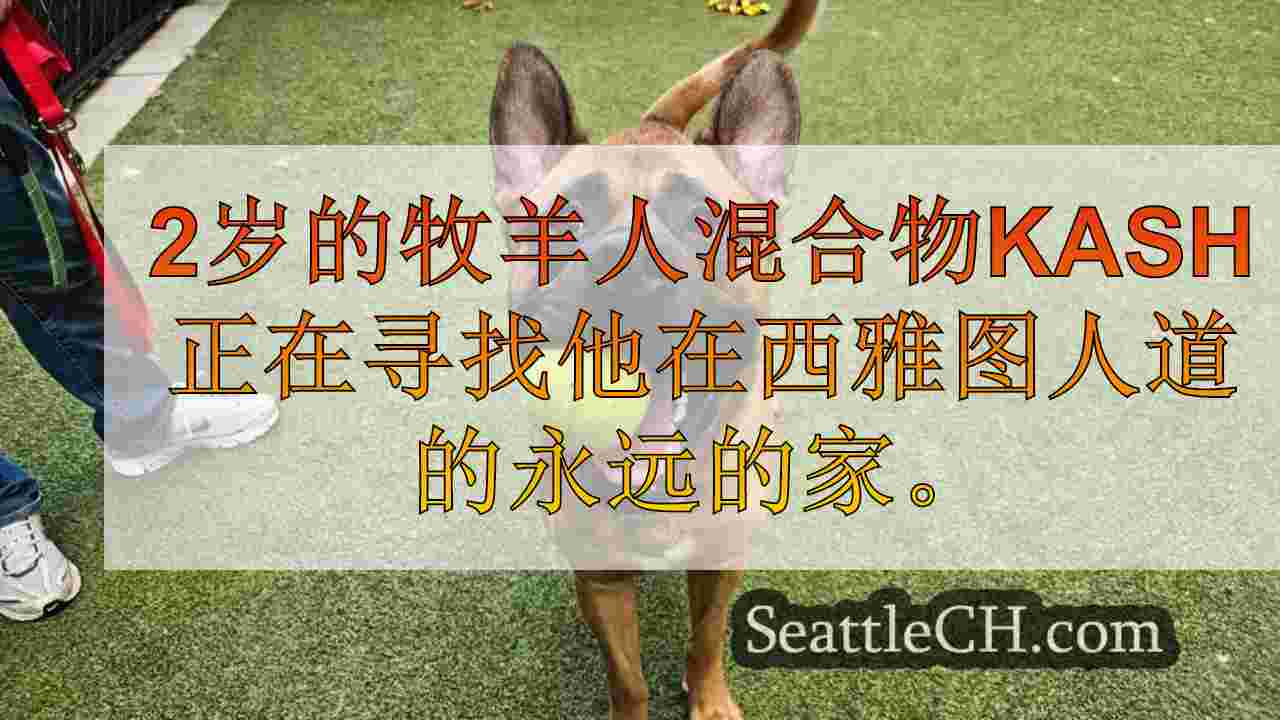 本周宠物：认识Kash，这是一个2岁的甜美而有趣的牧羊人混合物