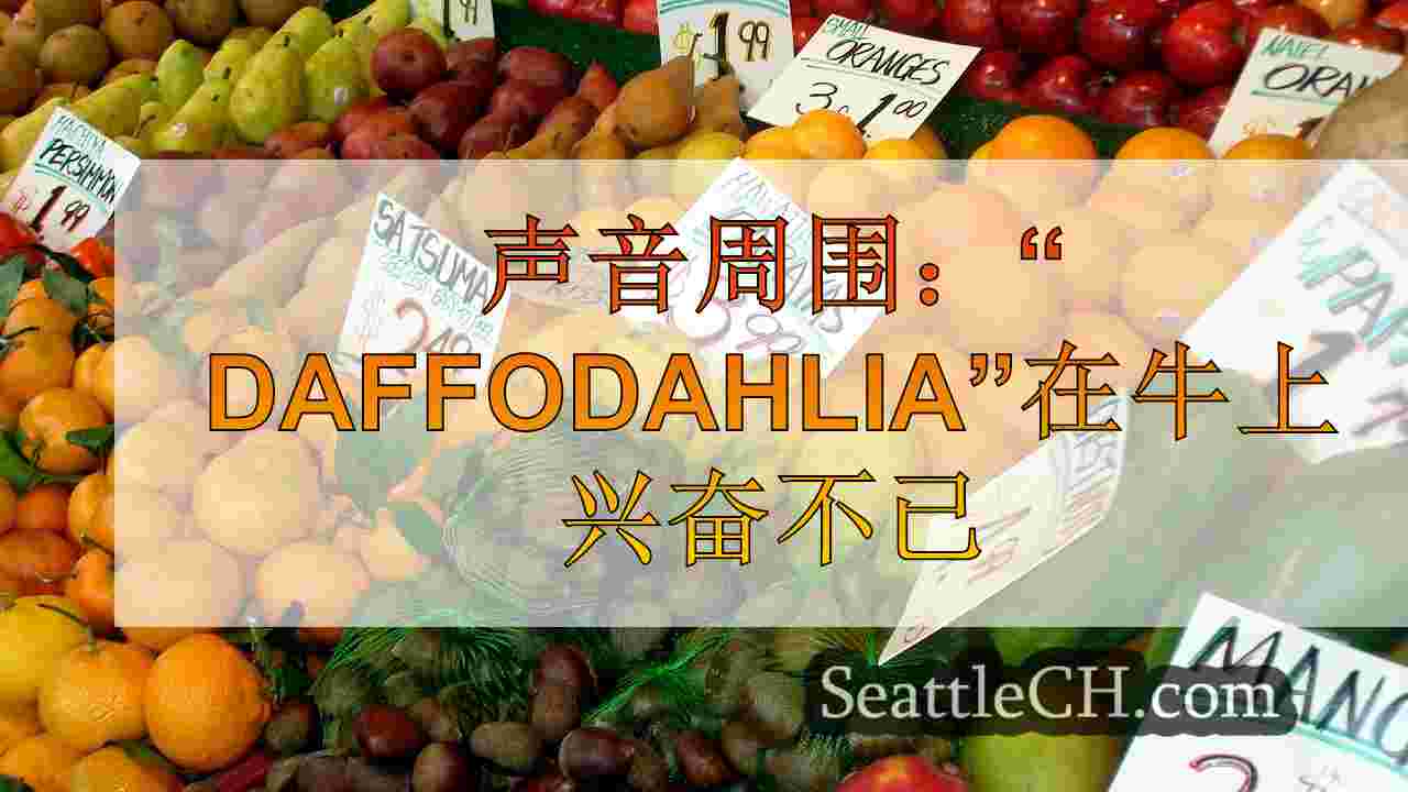在声音周围：“ Daffodahlia”对牛兴奋不已