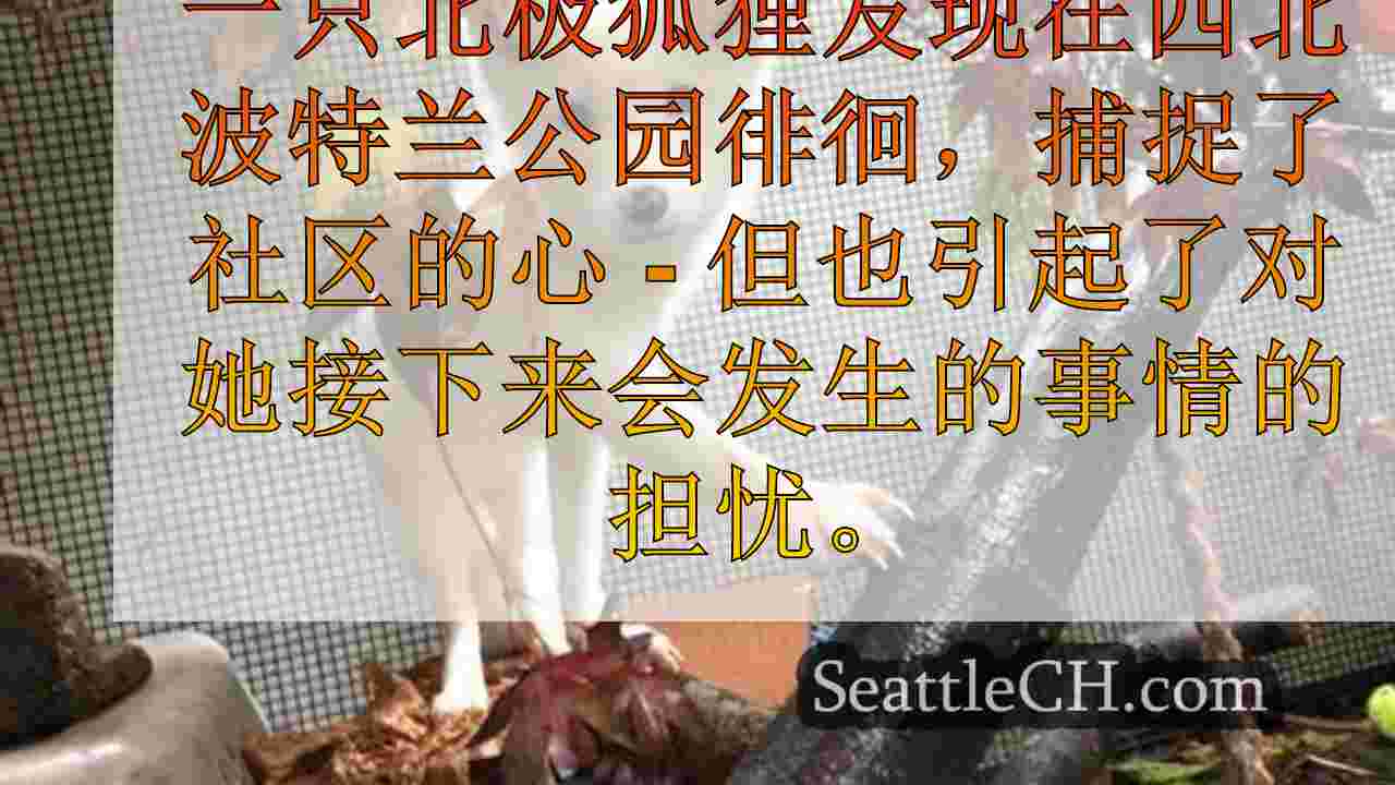 西雅图新闻 SeattleCH