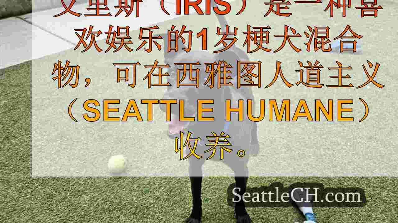 一周的宠物：认识艾里斯（Iris）