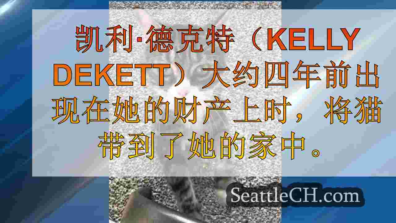 “我没有放弃他”：皮尔斯县妇女在法庭上为收养猫返回