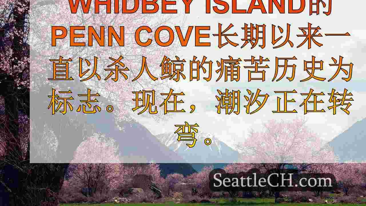 南部居民Orcas Reclaim Penn Cove，残酷综述50年