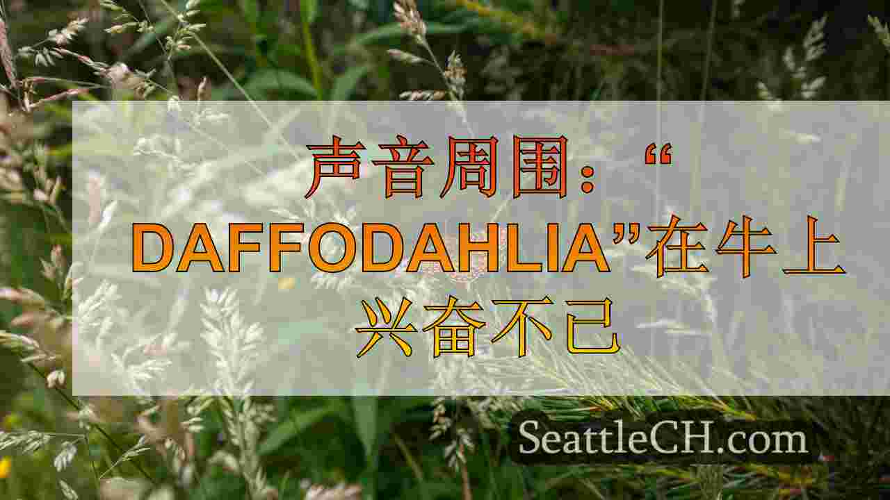 西雅图新闻 SeattleCH