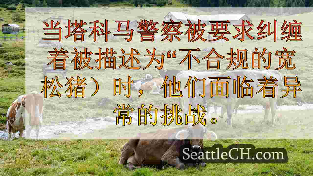 西雅图新闻 SeattleCH