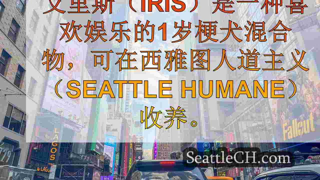 西雅图新闻 SeattleCH