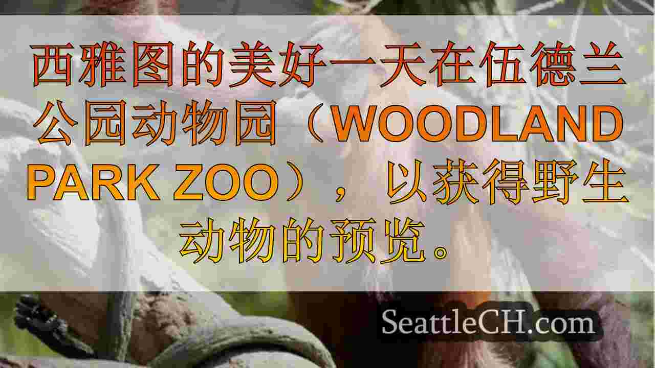西雅图的林地公园动物园哀悼猩猩近期后的怀孕损失