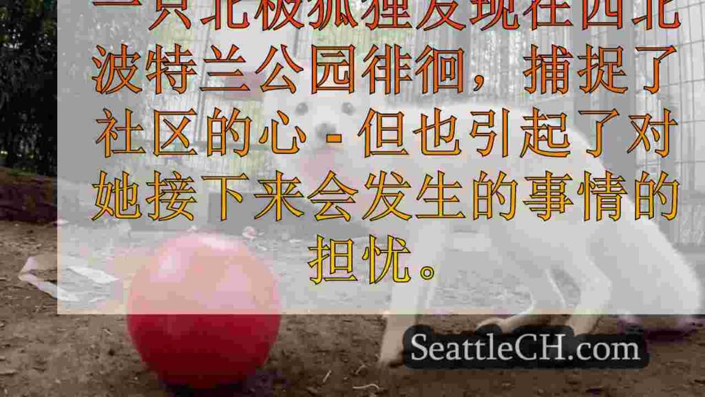波特兰著名的公园住宅北极狐狸访问俄勒冈动物园，前往她的新家