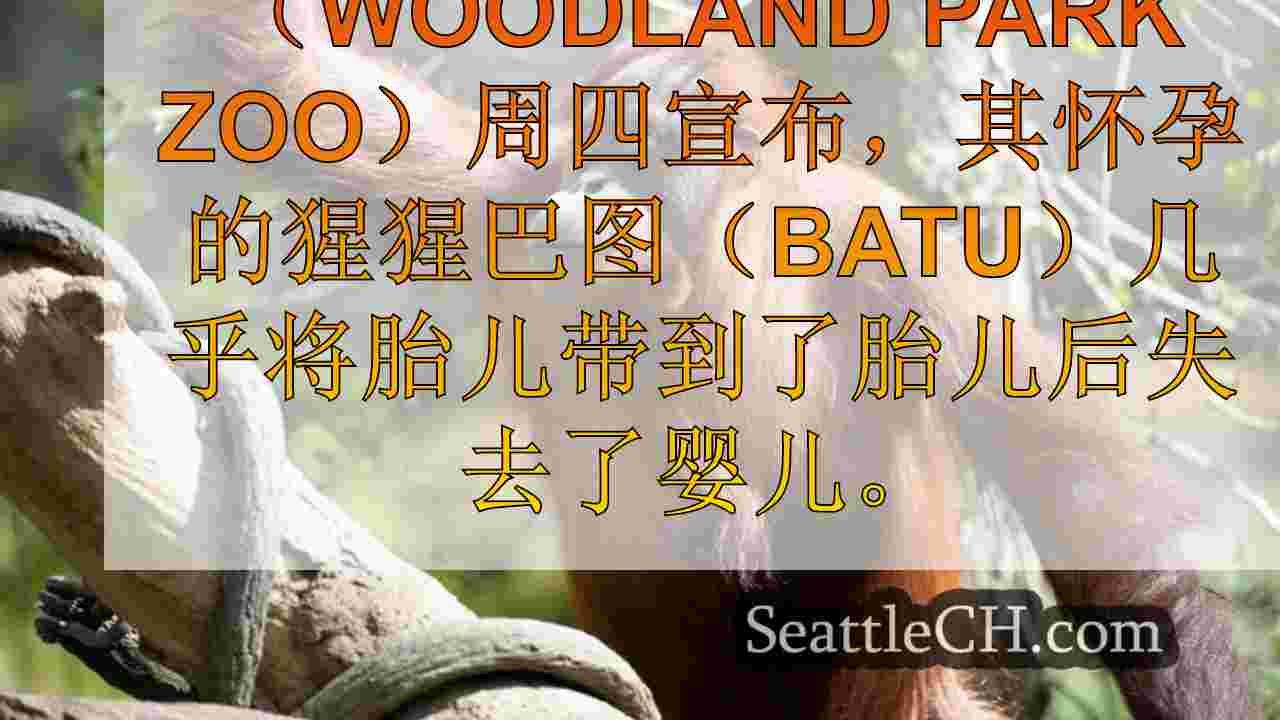 伍德兰公园动物园哀悼近期怀孕后失去猩猩婴儿的丧失