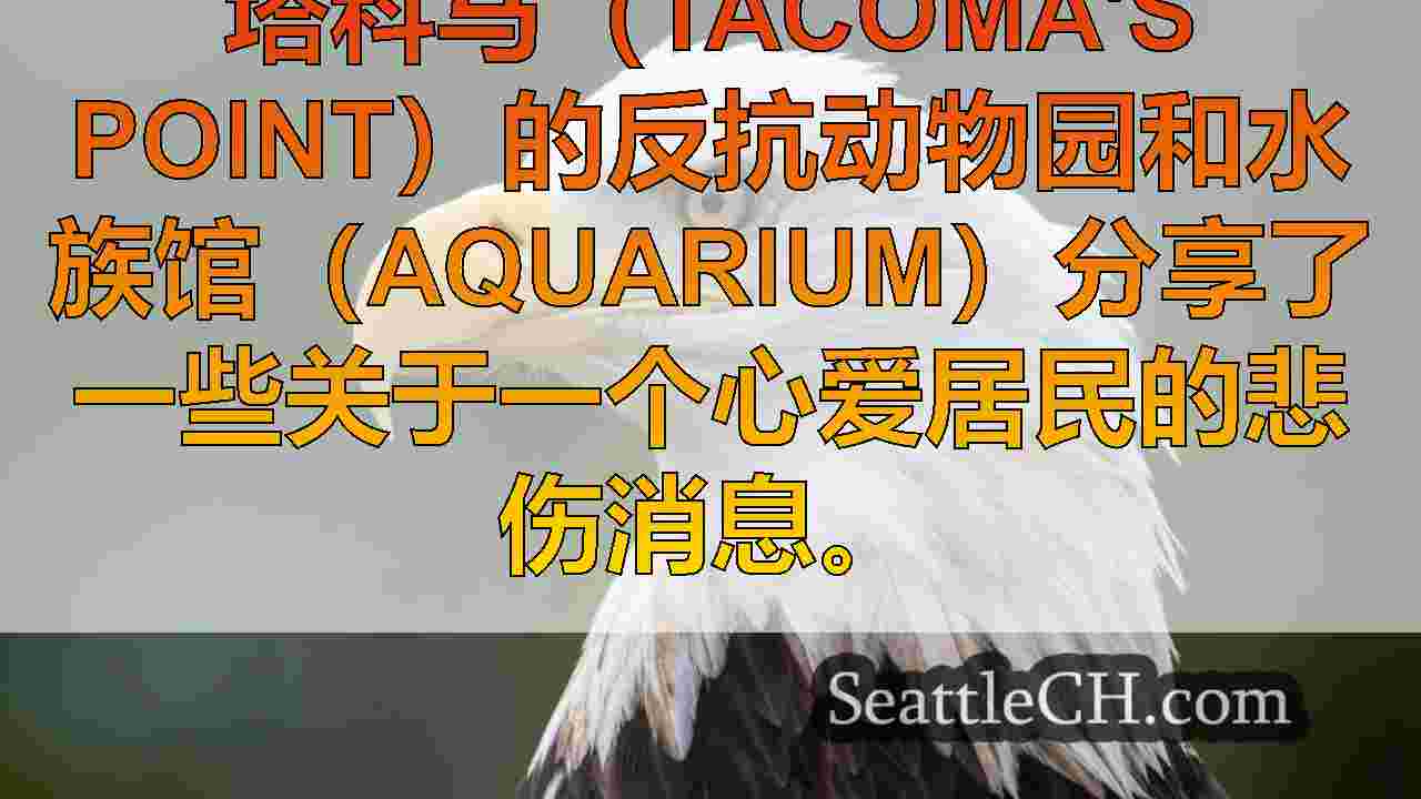 Point Defiance动物园的挚爱秃头鹰，“ tahoma”，死于33