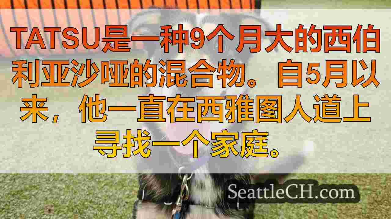 每周的宠物：认识Tatsu，这是一个9个月大的西伯利亚沙哑的混合物，爱人