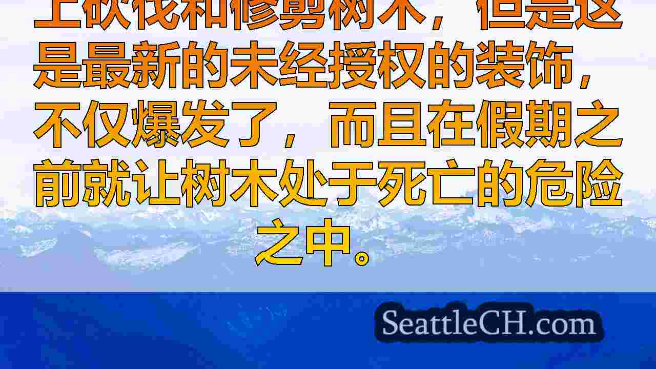 人“修剪”西西雅图交界处圣诞树进入不健康状态