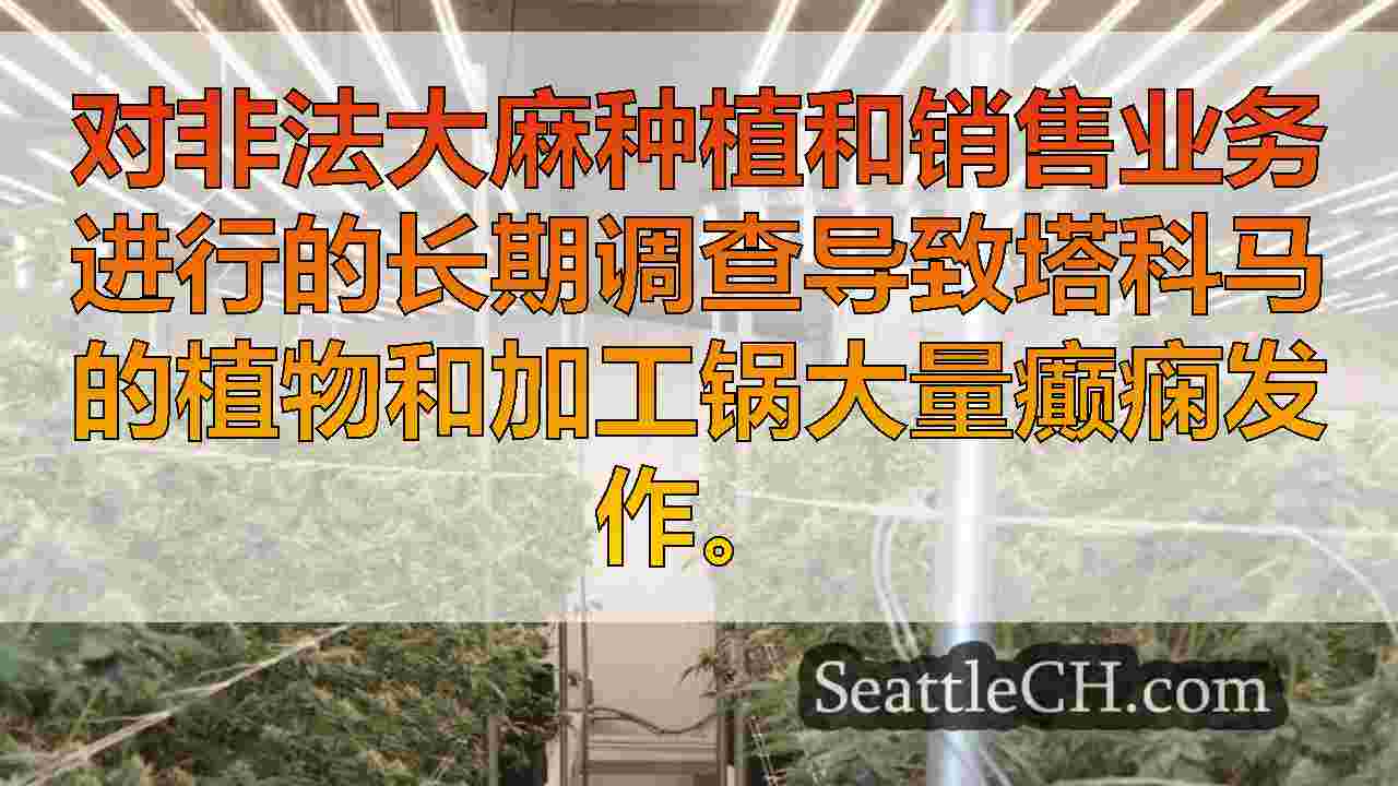 从被指控将锅转移到黑市的持牌种植者中抓住的数千种植物