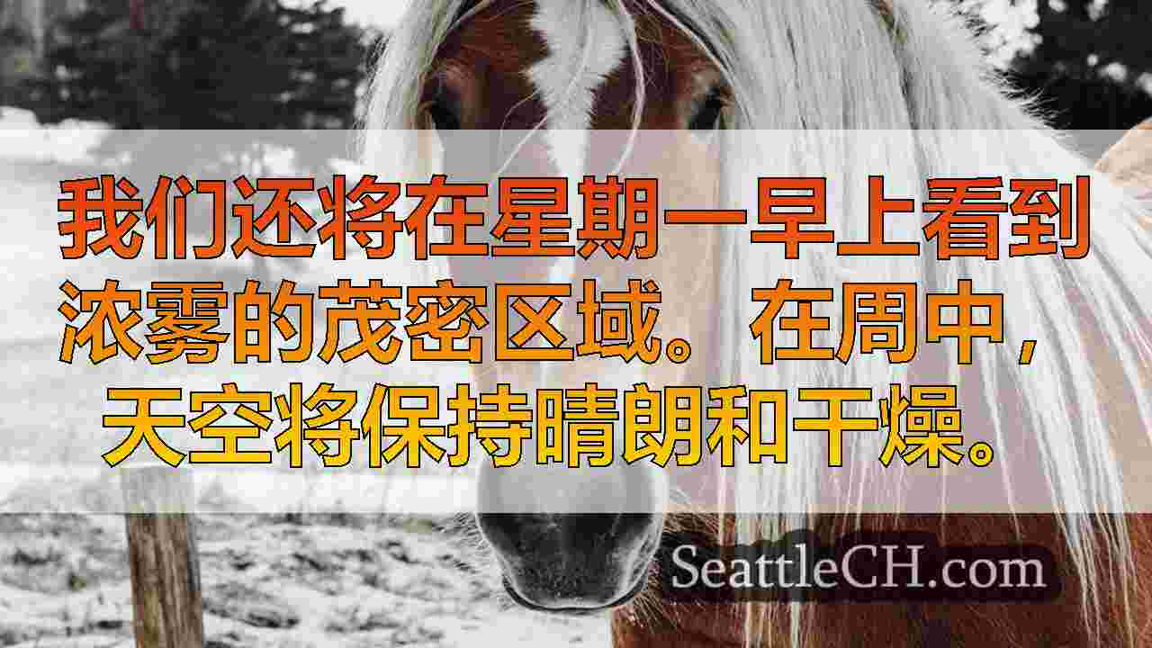 西雅图新闻 SeattleCH