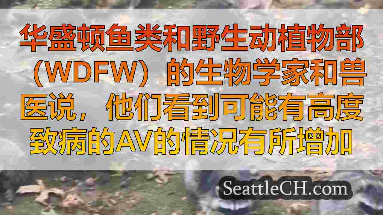 西雅图新闻 SeattleCH