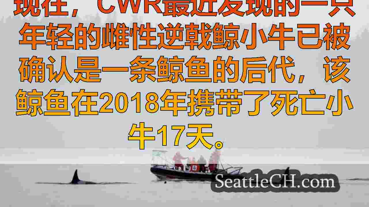 西雅图新闻 SeattleCH