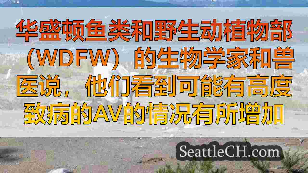 西雅图新闻 SeattleCH