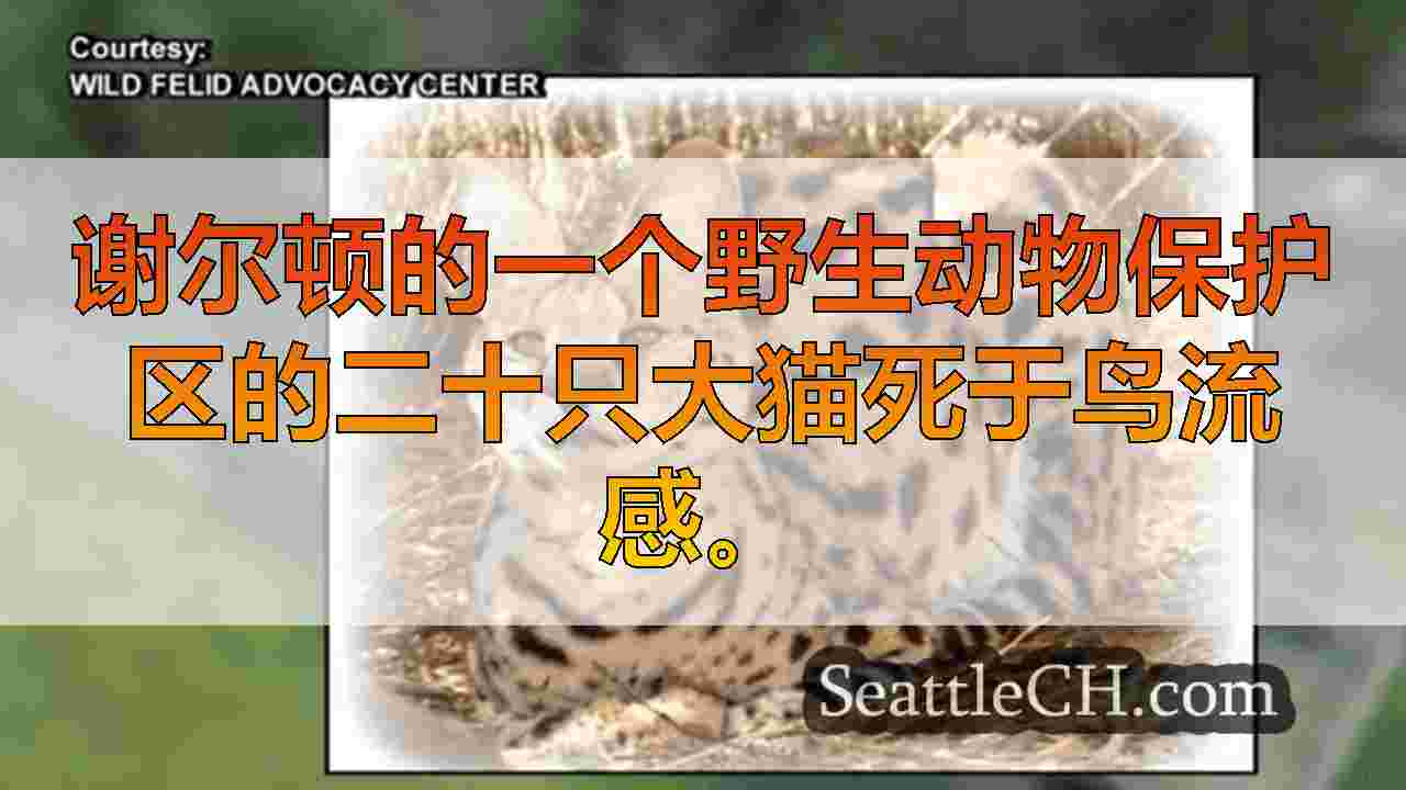 西雅图新闻 SeattleCH
